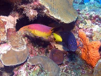 A purple and yellow Spanish hogfish and a dark blue yellowtail damsel swimming under a ledge of brain coral