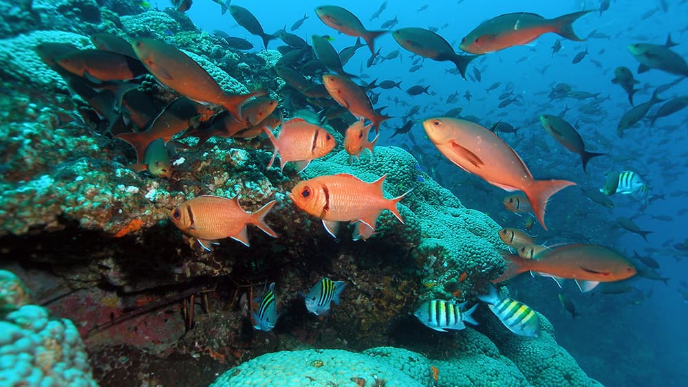 Coral covered peak surrounded by lots of reef fish
