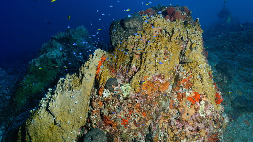Rocky outcrop covered in algae, sponge, and fire coral, with a diver floating in the background