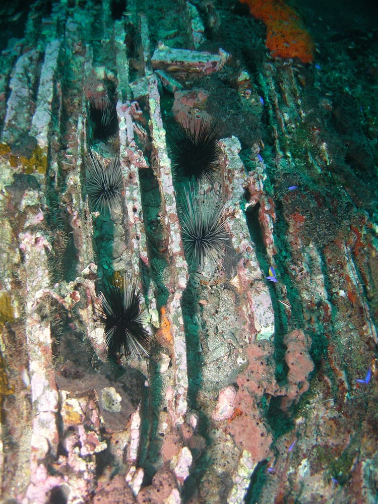 Horizontal ridges of rock with fish, urchins, and sponges tucked in between.