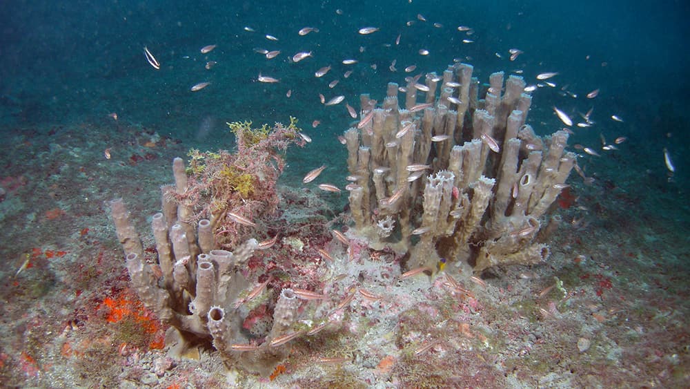 Small fish gather around two clusters of tube sponges in an open area of reef