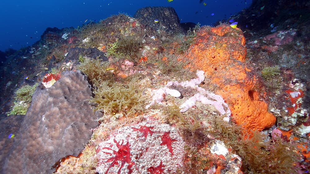 Black, purple, orange, and red sponges surrounded by leafy algae on a reef.