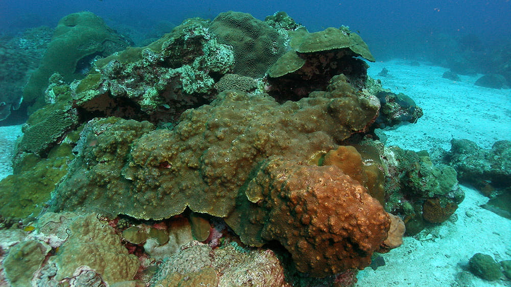 Section of large corals in the foreground with a sandy area and more reef continuing in the background.