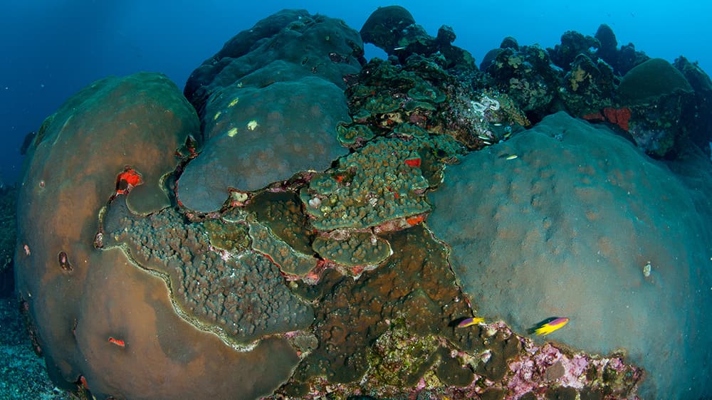 Large corals piled up together on a section of reef