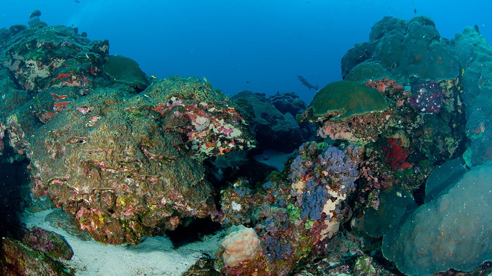 Purple, red, and orange sponges interspersed between corals ona reef