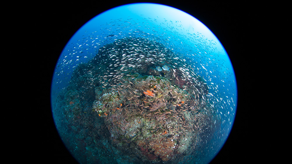 Fisheye view of fish swarming around a reef crest at Stetson Bank