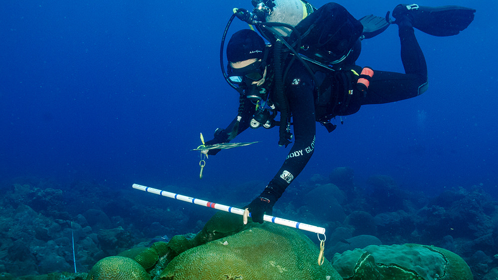 Diver swimming over a reef holding a piece of PVC pipe out in front to estimate coral sizes