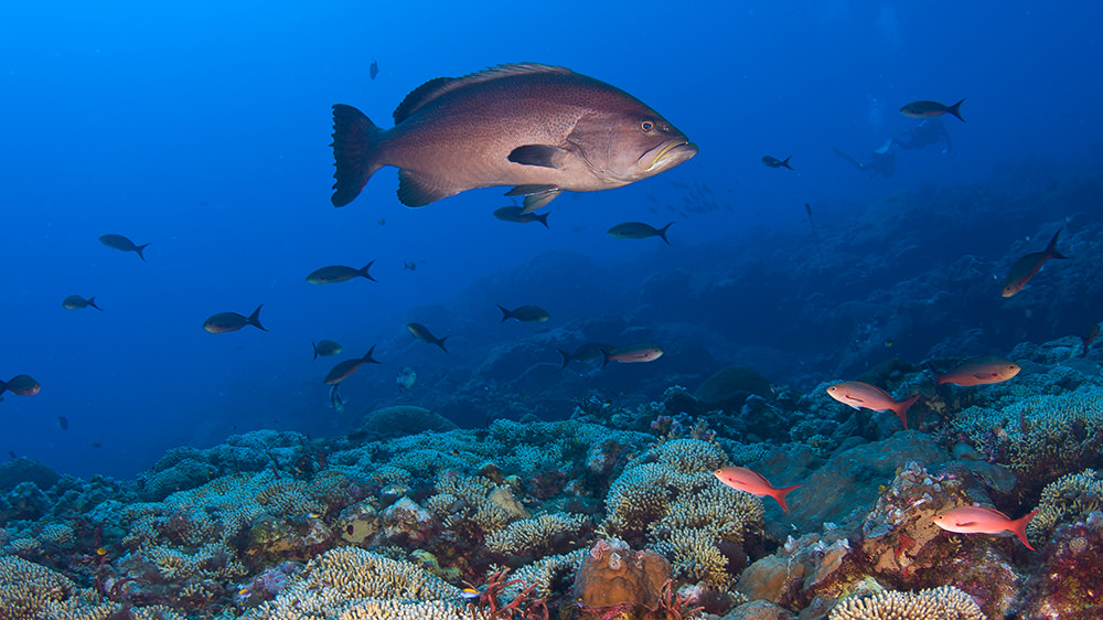 Grouper swimming over a coral reef