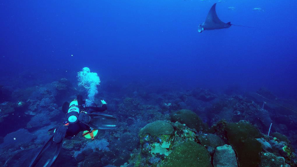 Manta ray swims past diver in reef study site at East Flower Garden Bank