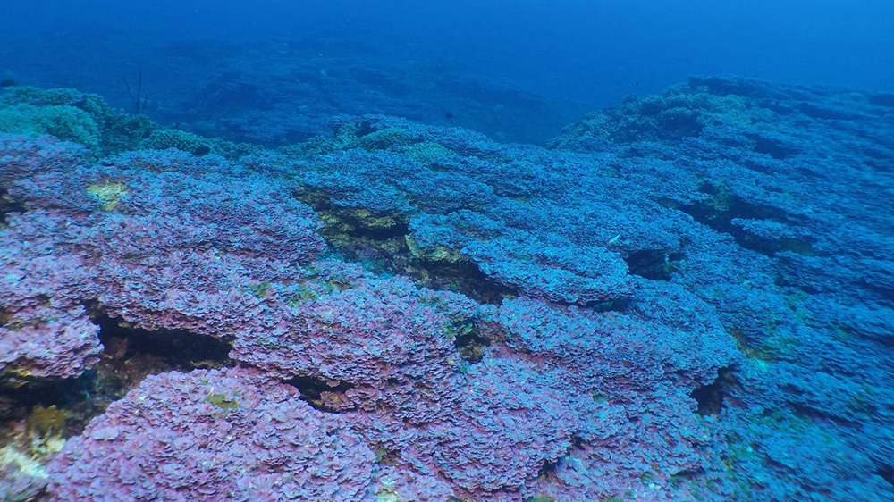 Purple encrusted algae across a large section of reef