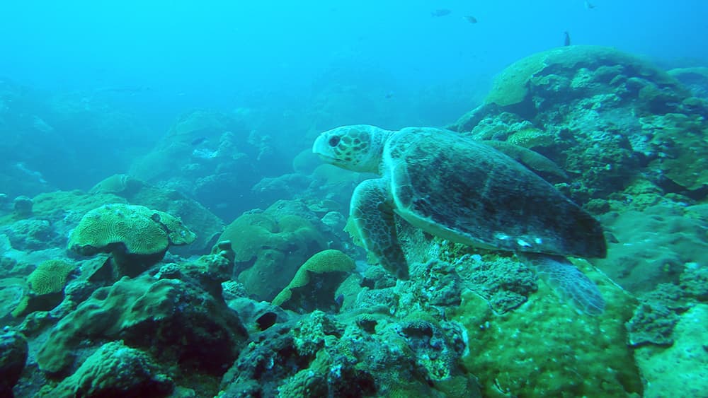 Loggerhead sea turtle swims over the coral reef at West Flower Garden Bank