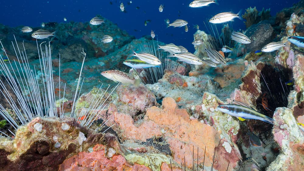 Small reef fish, sponges, and long-spined sea urchings on the reef crest at Stetson Bank