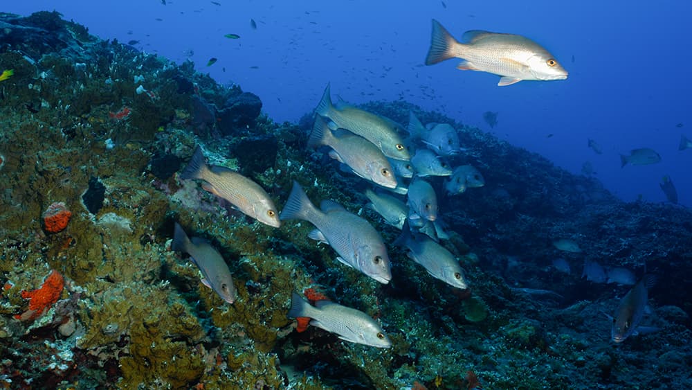 A school of gray snapper swimming over the reef at Sonnier Bank