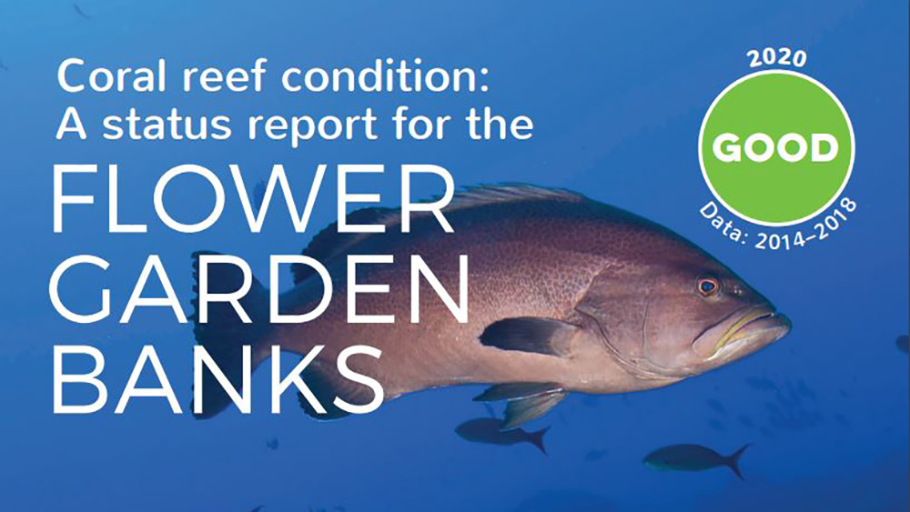 Grouper and a few small fish in blue water as backdrop for words - Coral reef condition: Good. A status report for the Flower Garden Banks