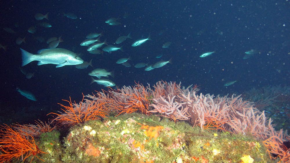 A gray snapper and many other silvery fish swimming over orange and pink corals on a deep reef at Alderdice Bank