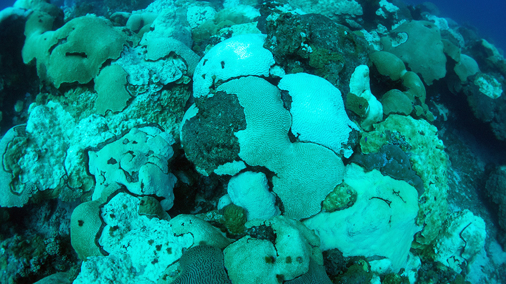 Section of coral reef with lots of bleached corals