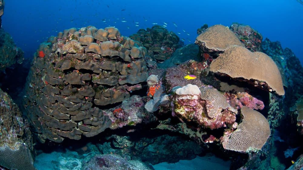 Reefscape of healthy corals and small reef fish