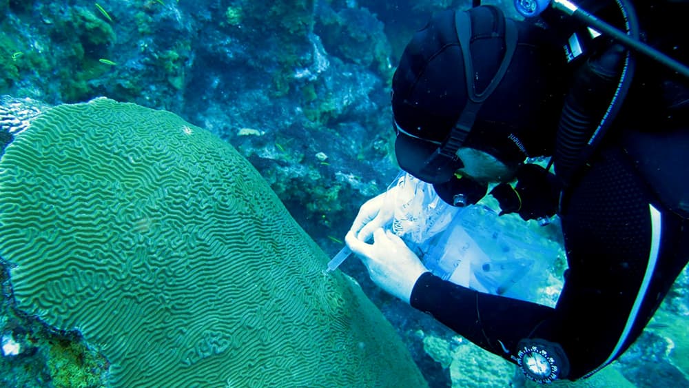Diver using a syringe to collect a mucus sample from a brain coral