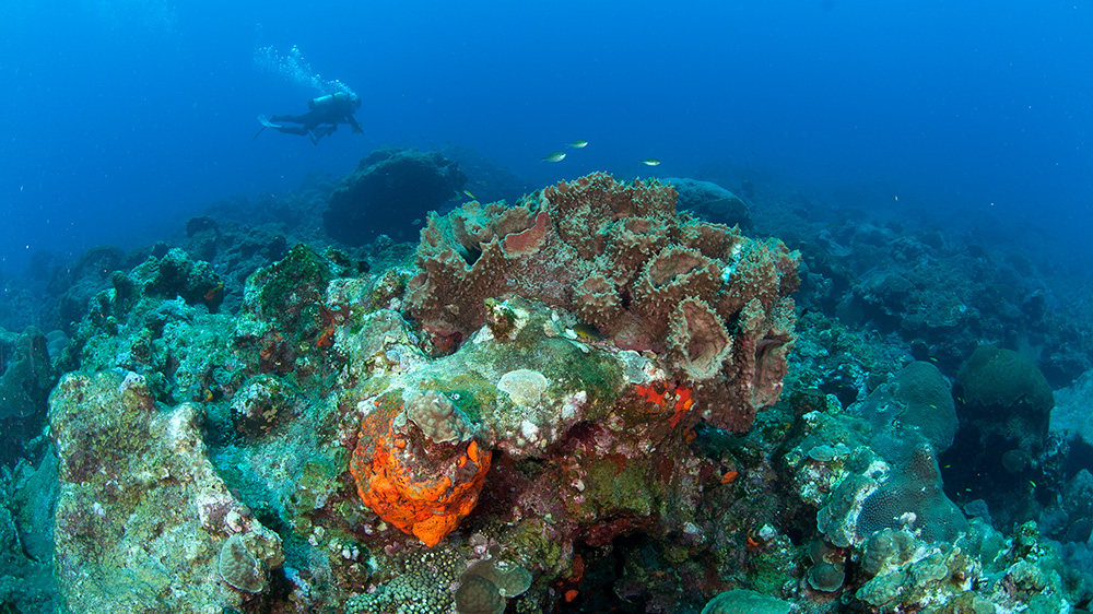 A scuba diver swimming over a section of reef with some large sponges in the foreground