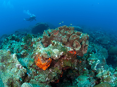 Scuba diver swimming over a section of coral reef with large sponges in the foreground
