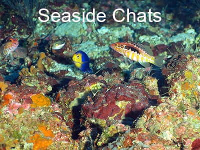 Colorful reef fish swimming in algal nodule habitat