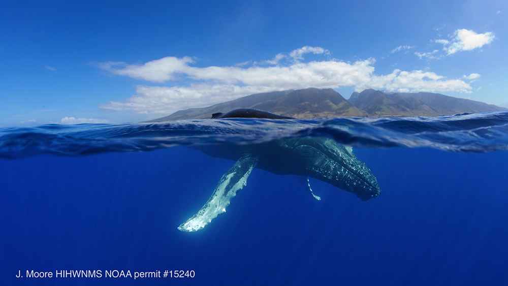An above and below water view of a humpback whale with one of the Hawaiian islands in the background. Taken by J. Moore under a NOAA permit.