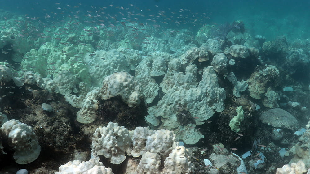 A school of small fish swimming over a section of coral reef where most of the corals are bleached