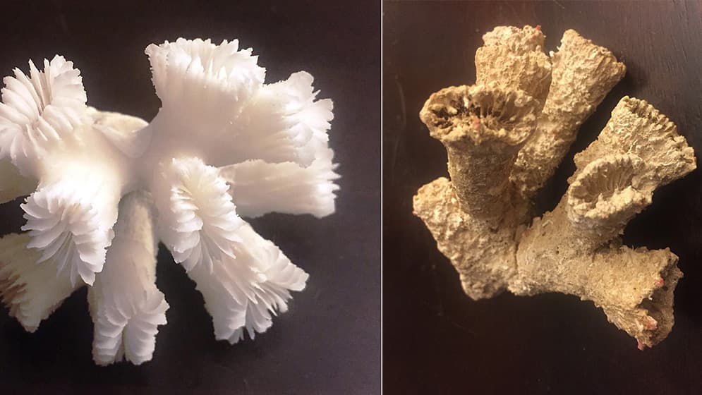 A modern day coral skeleton (left) next to a fossil coral skeleton of the same species (right)