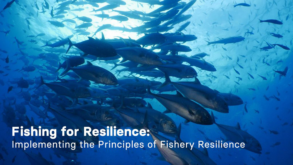 A school of jacks swimming under a sunlit sea with overlaying text saying, Fishing for Resilience: Implementing the Principles of Fishery Resilience