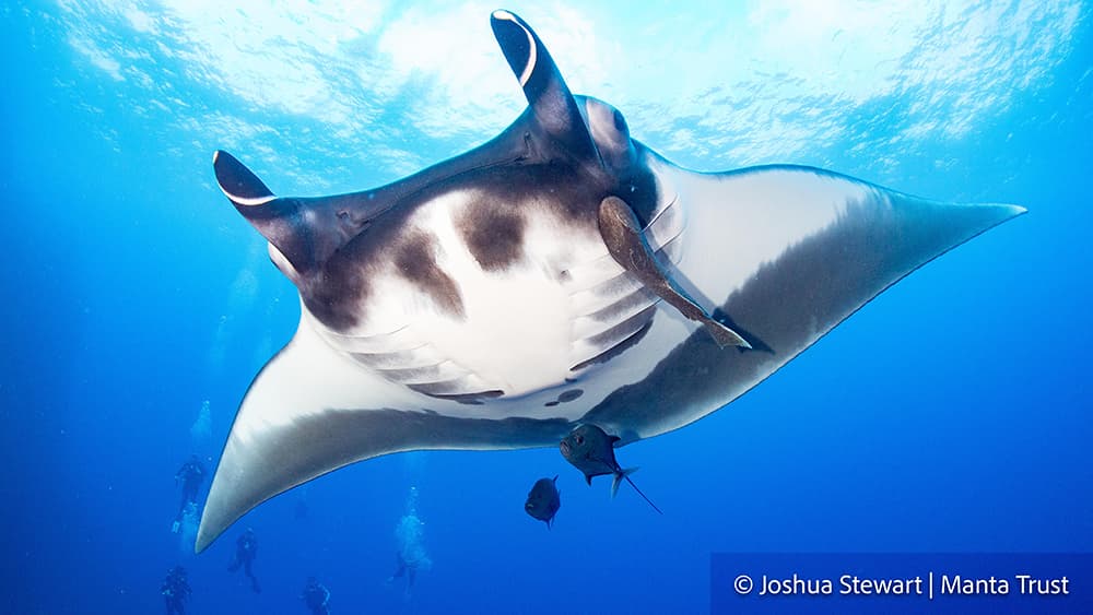 Large manta ray with jacks swimming underneath and divers in the distance