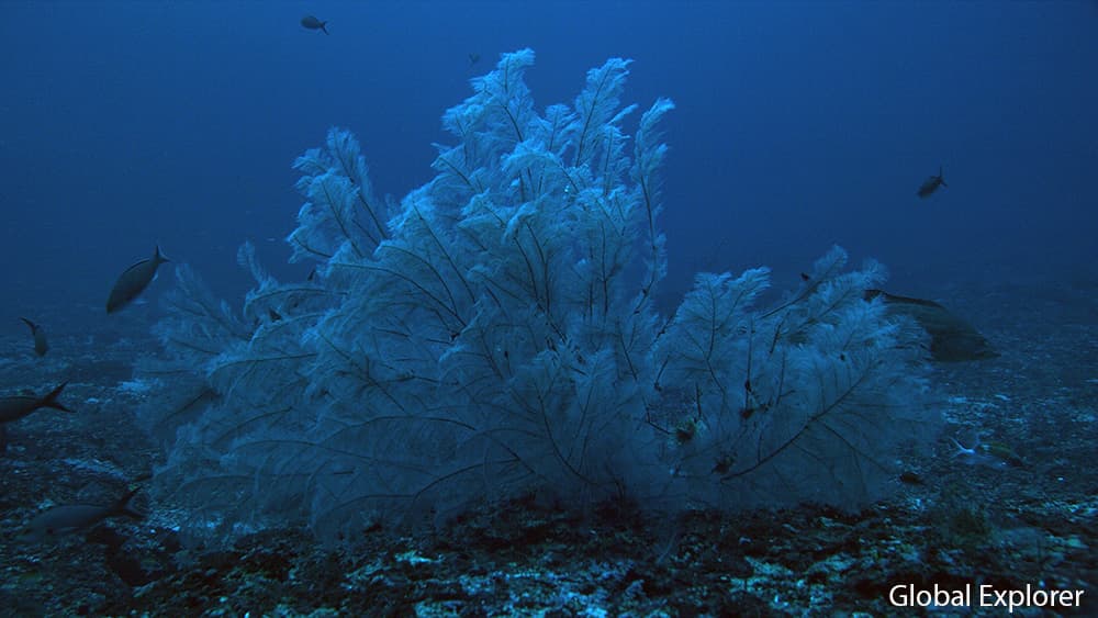 A bushy, white black coral specimen on the sea floor at depth