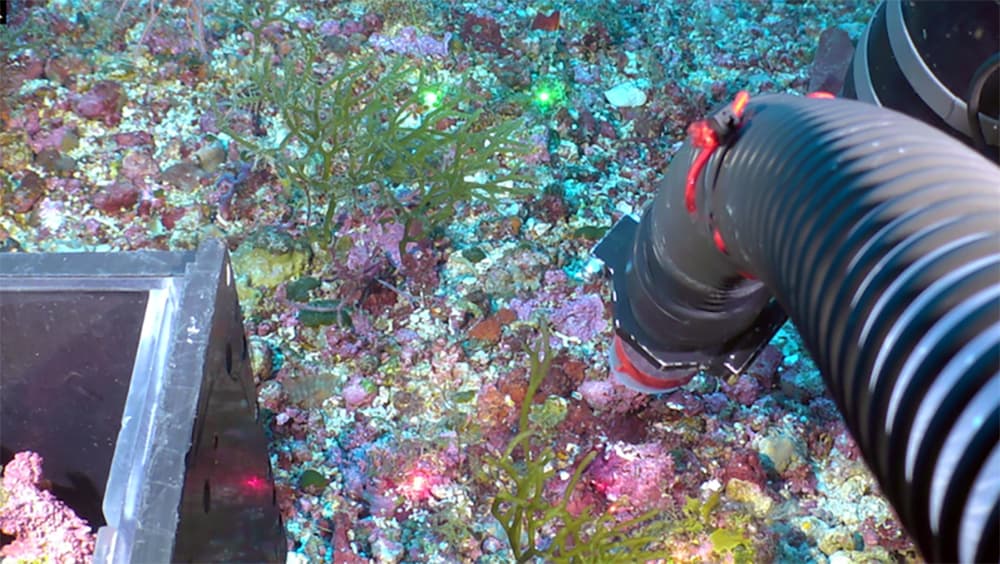 An ROV manipulator arm collecting samples from a rhodolith bed at West Flower Garden Bank