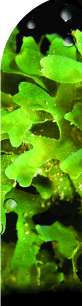 Bright green, leafy algae that looks like small lettuce leaves.