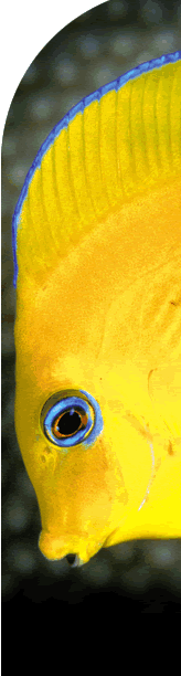 Juvenile blue tang (fish).  Bright yellow body with irridescent blue marking around eye and at top edge of dorsal fin.