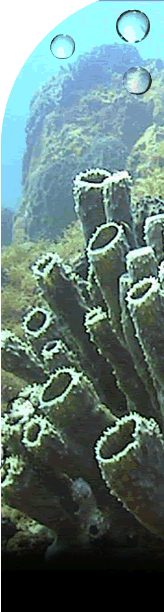 Gray-green tube sponge cluster in foreground.  Algae covered rocks in background.  Tubes range from 5-20 inches tall and about 1 to 3 inches across.