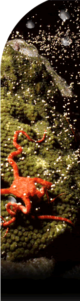Ruby brittle star in foreground, snaking across a spawning star coral in background.  Coral spawn looks like white BBs floating up from the coral.