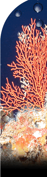 Orange, branching gorgonian (soft coral) anchored in a bed of sponges and other sea life. 