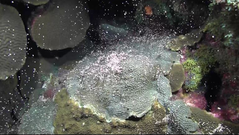 A star coral releasing egg bundles