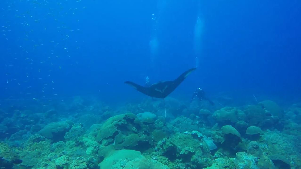 A manta ray swimming above the reef