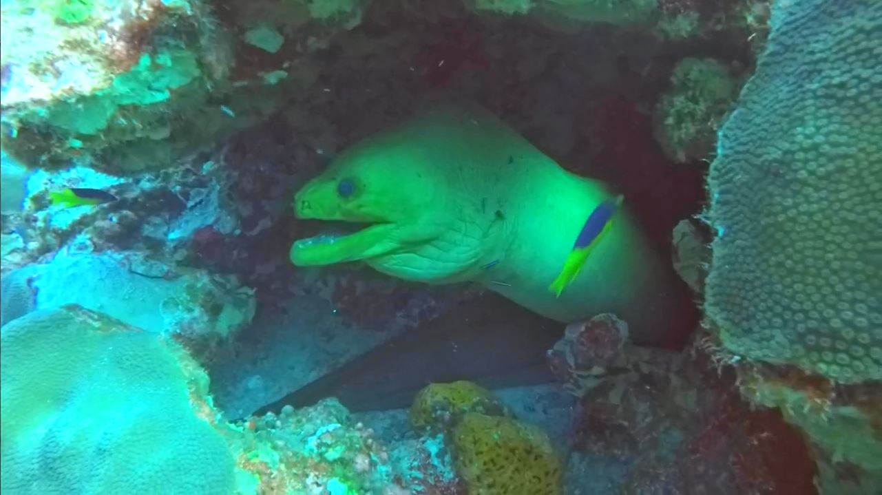 A green moray peeking out from a coral cave
