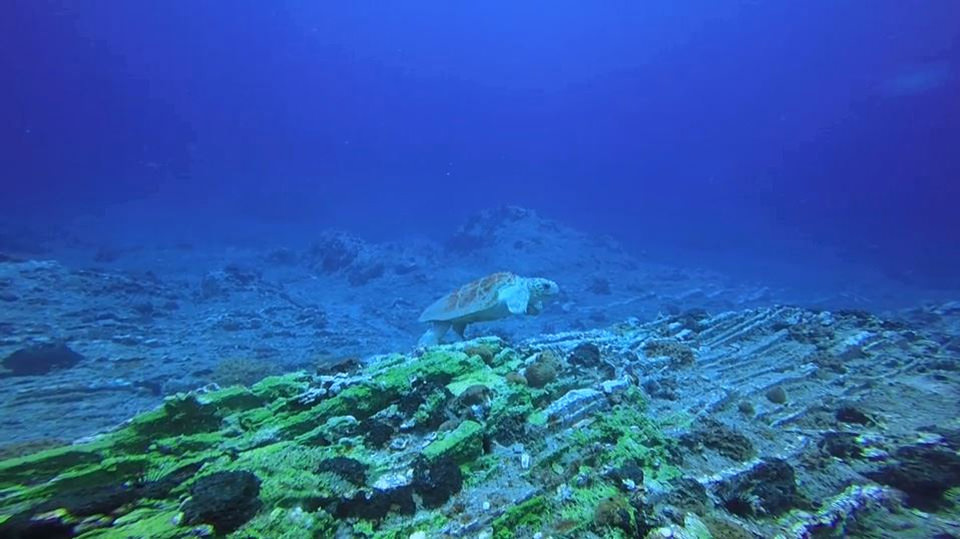 Loggerhead sea turtle swimming over ridges at Stetson Bank